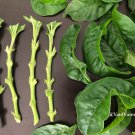 Long Leaf Sissoo Spinach – 4 Fresh Unrooted Cuttings | Brazilian Samba Bayam Starter Set