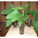 Red Emerald Philodendron Starter Plant – 6" Stem | Red Erubescens Tropical Climber