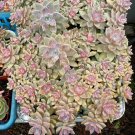 4 Ghost Plant Cuttings – Rare Pink Succulent “Mother of Pearl” Graptopetalum Paraguayense 4 Ghost Plant Cuttings – Rare Pink Succulent “Mother of Pearl” Graptopetalum Paraguayense