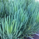 Senecio Vitalis Mermaid’s Tail Cuttings (3) – Blue Serpents Succulent | 6" Long Each Senecio Vitalis Mermaid’s Tail Cuttings (3) – Blue Serpents Succulent | 6" Long Each