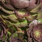 Aeonium 'Halloween' Cutting – 3.5" Dark Rosette Succulent | Rare Aeonium Variety