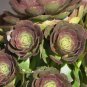 Aeonium 'Halloween' Cutting – 3.5" Dark Rosette Succulent | Rare Aeonium Variety