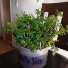 5 Sprouted Elderberry Cuttings – Sambucus canadensis Live Native Shrub Starts 5 Sprouted Elderberry Cuttings – Sambucus canadensis Live Native Shrub Starts