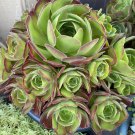 Large Aeonium Succulent Cutting – Big Beautiful Rosette Plant | One Jumbo Stem