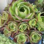 Large Aeonium Succulent Cutting &acirc;�� Big Beautiful Rosette Plant | One Jumbo Stem