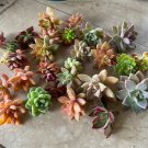 25 Colorful Succulent Cuttings – Mixed Varieties | Assorted Healthy Starter Pack | Free Shipping