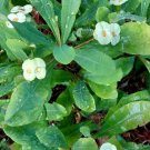 White Crown of Thorns Plant Cutting – Euphorbia Milii Vine | Flowering Succulent Starter White Crown of Thorns Plant Cutting – Euphorbia Milii Vine | Flowering Succulent Starter