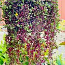 100+ Ruby Necklace Seeds – Othonna capensis Succulent | Hanging Plant | FREE SHIPPING 100+ Ruby Necklace Seeds – Othonna capensis Succulent | Hanging Plant | FREE SHIPPING