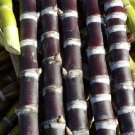 3 Blackstrap Sugar Cane Cuttings – Fresh Organic Saccharum Officinarum Plant Now 3 Blackstrap Sugar Cane Cuttings – Fresh Organic Saccharum Officinarum Plant Now