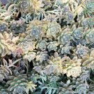 Graptopetalum Ghost Plant – 5 Cuttings + 10 Leaves | Mother of Pearl Succulent Starter Set Graptopetalum Ghost Plant – 5 Cuttings + 10 Leaves | Mother of Pearl Succulent Starter Set