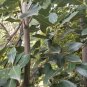 10 Bay Laurel Stem Cuttings – Culinary Bay Leaf Plant for Propagation | Laurus nobilis
