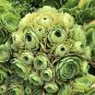 2 Big Rose Aeonium Red Tip Cuttings â 6â8" Wide Rosettes | Large Succulent Starter