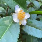 6 Camellia Sinensis Sochi Tea Plant Cuttings – Cold Hardy Russian Variety | Zone 6b+ 6 Camellia Sinensis Sochi Tea Plant Cuttings – Cold Hardy Russian Variety | Zone 6b+