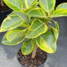 1 Yellow Gem Rubber Tree – Ficus elastica Small Rooted Starter Plant | Variegated Indoor Plant 1 Yellow Gem Rubber Tree – Ficus elastica Small Rooted Starter Plant | Variegated Indoor Plant