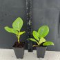 1 Yellow Gem Rubber Tree – Ficus elastica Small Rooted Starter Plant | Variegated Indoor Plant