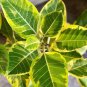 1 Yellow Gem Rubber Tree – Ficus elastica Small Rooted Starter Plant | Variegated Indoor Plant