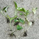 5 Rooted Marble Queen Pothos Cuttings – Variegated Indoor Vine Plant | Easy Care Starter Set