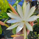 Epiphyllum ‘Pixie Dust’ Cuttings – 8–10" Unrooted Orchid Cactus with Pink Bloom Potential Epiphyllum ‘Pixie Dust’ Cuttings – 8–10" Unrooted Orchid Cactus with Pink Bloom Potential