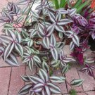 14 Tradescantia Zebrina Cuttings – Wandering Jew Unrooted Live Houseplant Starter Set