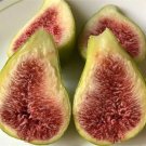 Dalmatie Fig Cutting – Over 8" Long with 3+ Nodes | Ficus carica Cold Hardy Fruit Tree Start Dalmatie Fig Cutting – Over 8" Long with 3+ Nodes | Ficus carica Cold Hardy Fruit Tree Start