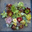 10 Rosette Succulent Cuttings – Echeveria, Aeonium, Sempervivum | Assorted Variety Pack 10 Rosette Succulent Cuttings – Echeveria, Aeonium, Sempervivum | Assorted Variety Pack