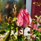 5 Pink Rose Cuttings – Organic Unrooted Long Stem Rose Cuttings for Propagation 5 Pink Rose Cuttings – Organic Unrooted Long Stem Rose Cuttings for Propagation