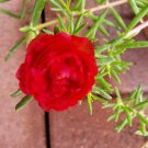 10 Moss Rose Cuttings – Scarlet Red Portulaca Grandiflora Unrooted Succulent Starter Set 10 Moss Rose Cuttings – Scarlet Red Portulaca Grandiflora Unrooted Succulent Starter Set