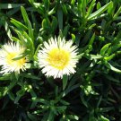 5 Ice Plant Cuttings – 6" Yellow & White Flowering Ground Cover Succulent Starter Set