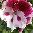 3 Rare White and Purple Geranium Cuttings – 6" Pelargonium Flowering Plant Starter Set 3 Rare White and Purple Geranium Cuttings – 6" Pelargonium Flowering Plant Starter Set