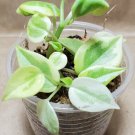 Variegated Peperomia Scandens Starter Plant – Live Rooted Houseplant | Small Random Selection