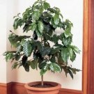 Arabica Coffee Plant – 1 Rooted Starter | Grow & Brew Your Own Coffee | Unique Gift Idea Arabica Coffee Plant – 1 Rooted Starter | Grow & Brew Your Own Coffee | Unique Gift Idea