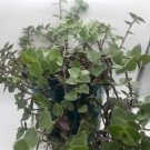 7 Turtle Vine Cuttings – Callisia Repens | Creeping Inch Plant | Fast Grow Trailing Starter 7 Turtle Vine Cuttings – Callisia Repens | Creeping Inch Plant | Fast Grow Trailing Starter
