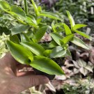 Tripogandra Glandulosa Cuttings (3 Pack) – Rare Pink Spiderwort Wandering Jew Variety Tripogandra Glandulosa Cuttings (3 Pack) – Rare Pink Spiderwort Wandering Jew Variety