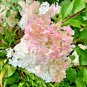 7 Vanilla Strawberry Hydrangea Cuttings – Paniculata Tree Shrub | Unrooted Starter Set