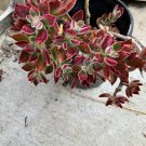 4 Red Burgundy Velvet Echeveria Cuttings – Pulv-Oliver Rare Fuzzy Succulent Starter Set