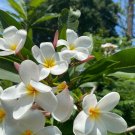 White Plumeria Cutting – 6–8" Frangipani Starter Stem | Scented Flower Tree | Single Head White Plumeria Cutting – 6–8" Frangipani Starter Stem | Scented Flower Tree | Single Head