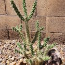 Tree Cholla Cutting – Cylindropuntia imbricata Live Cactus (1) | Grants NM Native Cactus