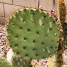 Opuntia Aciculata Chenille Prickly Pear Cactus Cutting – 1 Live Pad for Propagation Opuntia Aciculata Chenille Prickly Pear Cactus Cutting – 1 Live Pad for Propagation