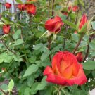 Red Lantana Live Plants – 3–5" Tall Starter | No Pot | Heat Tolerant Flowering Shrub