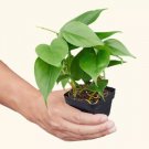 Philodendron Cordatum Rooted Starter Plant – Heartleaf Vine Indoor Plant for Easy Care