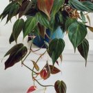 Philodendron Micans Cuttings (4) – Rare Velvet Leaf Plant with Green & Bronze Trailing Vines