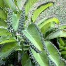 Rooted Mother of Thousands Plant – Kalanchoe daigremontiana | Unique Succulent with Baby Plantlets Rooted Mother of Thousands Plant – Kalanchoe daigremontiana | Unique Succulent with Baby Plantlets