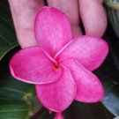 Hawaiian Fuchsia Pink Plumeria Cutting – Fresh Frangipani Stem for Tropical Garden or Pot Hawaiian Fuchsia Pink Plumeria Cutting – Fresh Frangipani Stem for Tropical Garden or Pot