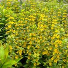 10 Yellow Loosestrife Plants – Lysimachia punctata | Cut Back Pre-Bloom Garden Perennials 10 Yellow Loosestrife Plants – Lysimachia punctata | Cut Back Pre-Bloom Garden Perennials