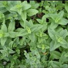 5 Spearmint Plants – Sweet Mint Live Edible Herb | 6–8" Aromatic Garden Starter Set 5 Spearmint Plants – Sweet Mint Live Edible Herb | 6–8" Aromatic Garden Starter Set