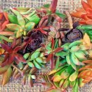 12 Colorful Succulent Cuttings – Red, Pink, Orange | 6 Species Mixed Variety Starter Set