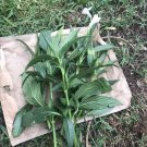 4 White Mexican Petunia Cuttings – Ruellia Tuberosa (6–8") Unrooted Rare Flowering Plant 4 White Mexican Petunia Cuttings – Ruellia Tuberosa (6–8") Unrooted Rare Flowering Plant