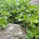10 Apple Mint Plant Cuttings – Mentha suaveolens Woolly Mint | Ready to Plant Herb Starter 10 Apple Mint Plant Cuttings – Mentha suaveolens Woolly Mint | Ready to Plant Herb Starter
