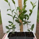 Camellia sinensis Tea Plant – 3" Starter Live Plant | Grow-Your-Own Green or Black Tea