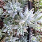 Sedum Blue Spruce Cuttings (10) – Cold Hardy Trailing Succulent Ground Cover Starter Sedum Blue Spruce Cuttings (10) – Cold Hardy Trailing Succulent Ground Cover Starter